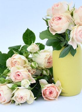 真品月季欧月绒球门廊此品种会白色，粉色，粉白色，粉绿色多种色