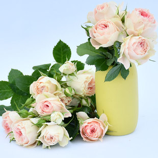 真品月季欧月绒球门廊此品种会白色，粉色，粉白色，粉绿色多种色