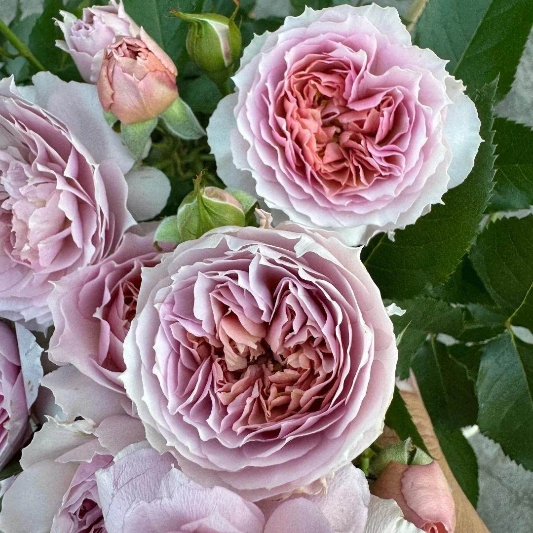 舍伍德微月大花浓香勤花丰花多季新手阳台庭院绿植花卉月季小苗,鲜花速递/花卉仿真/绿植园艺,月季/蔷薇/玫瑰,淘宝优惠券,粉丝福利购,淘宝优惠卷