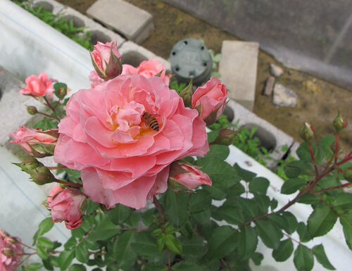 大花微月芳香香阳台盆栽四季
