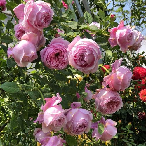 人气藤本月季 自由精神 庭院多季浓香抗病包子大花盆栽花卉苗