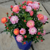 捉迷藏月季 阳台带花精品超微月季 躲躲藏藏 轻香丰花勤花小苗