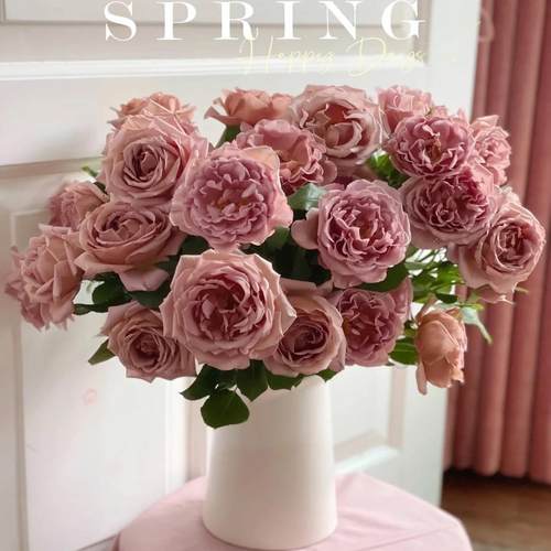 新品可可洛可灌木浓香大花多季丰花勤花直立性好阳台庭院绿植花卉