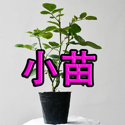 超微玛丽月季小苗）花花专用