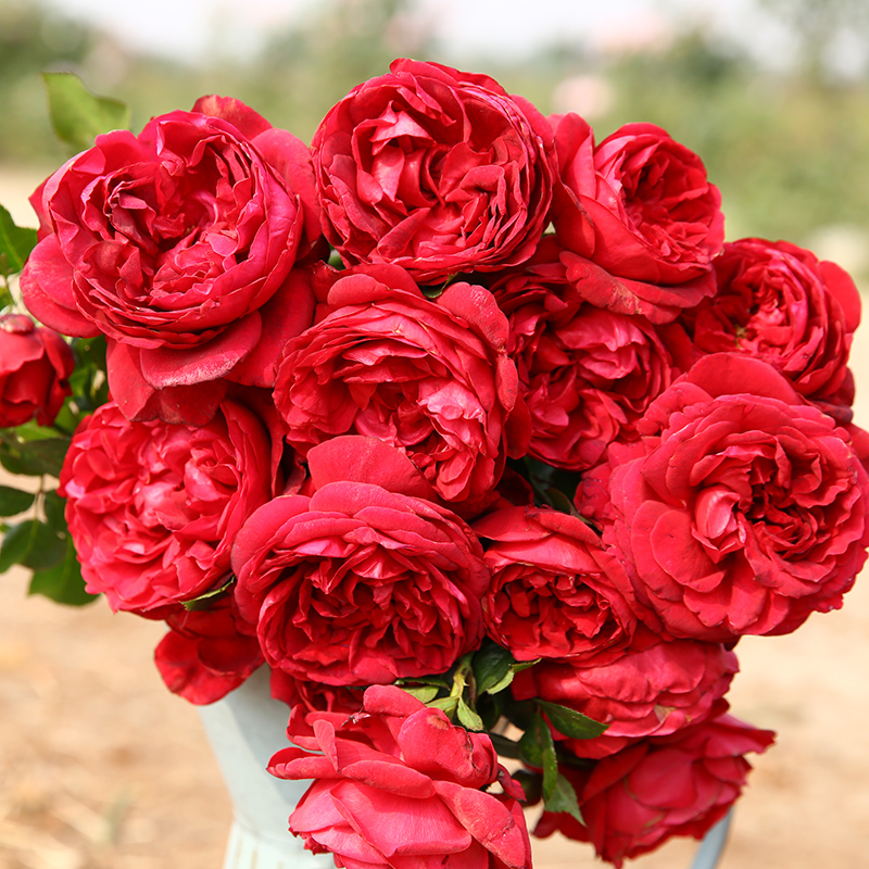 浩田花苑庭院多季阳台藤本丰花 玫瑰国度天使 攀爬月季 耐寒