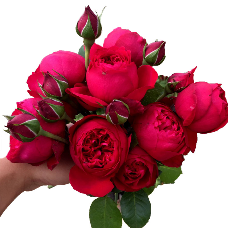 P18红色龙沙宝石中大苗原盆原土爬藤丰花多季扦插藤本月季花玫瑰