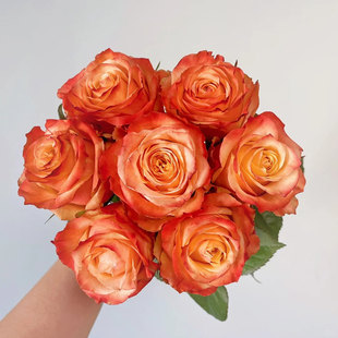 扦插 丰花勤花阳台庭院绿植花卉月季 新品 方可桃浓香大花灌木多季