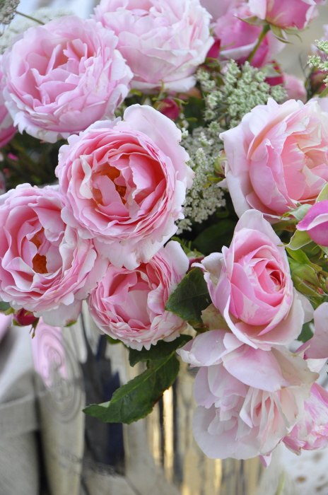 浩田花苑 欧月 灌木/丰花 (Billet doux)情书 月季花中香扦插小苗,鲜花速递/花卉仿真/绿植园艺,月季/蔷薇/玫瑰,淘宝优惠券,粉丝福利购,淘宝优惠卷