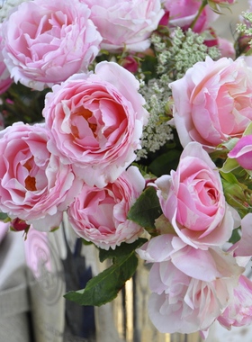 浩田花苑 欧月 灌木/丰花 (Billet doux)情书 月季花中香扦插小苗