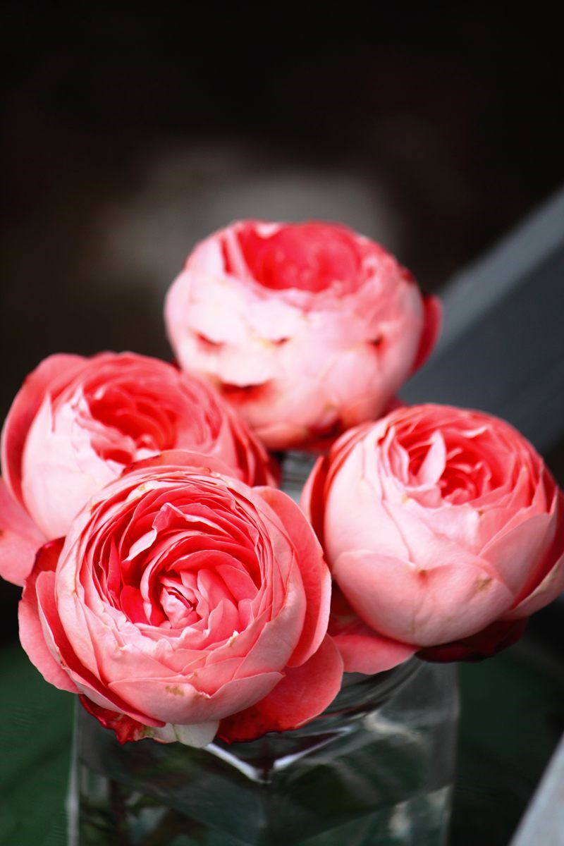 新品 诺娃阳台 月季阳台香味蛙鱼色盆栽大花四季花卉扦插小苗