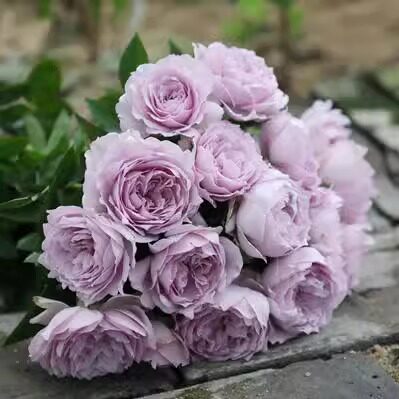 S18中大苗涳濛灌木浓香大花多季丰花勤花盆栽阳台庭院绿植花卉苗