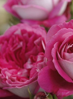 新品月季美心月季大花直立ADR认证灌木玫瑰阳台庭院盆栽花卉小苗