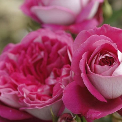 新品月季美心月季大花直立ADR认证灌木玫瑰阳台庭院盆栽花卉小苗