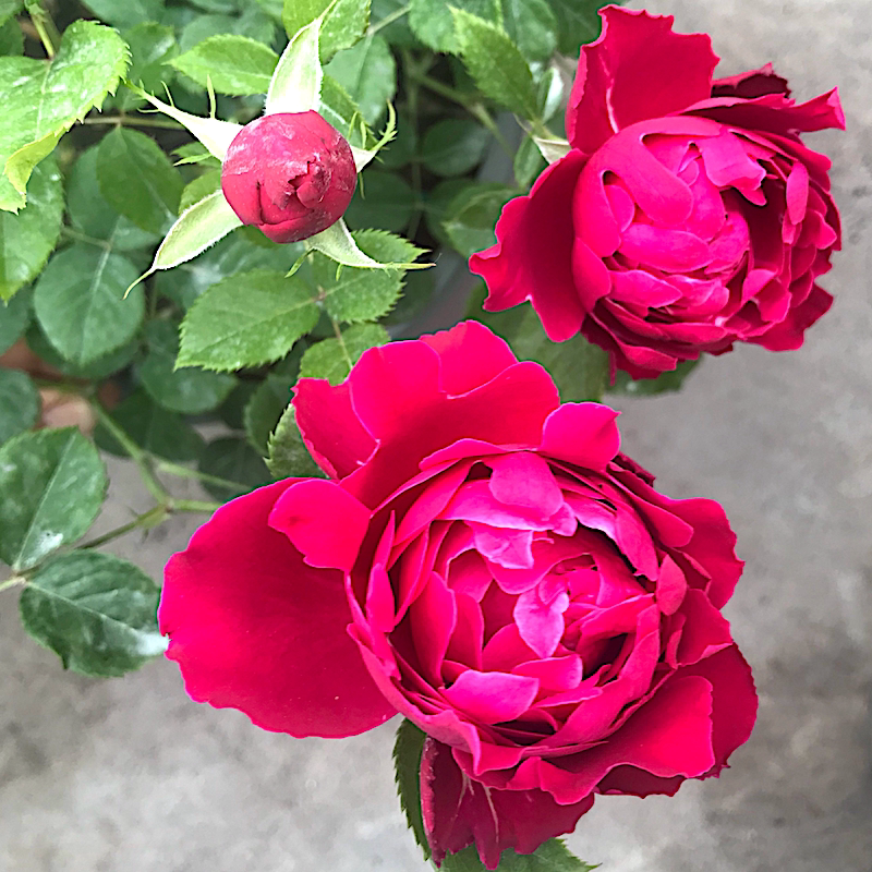 真品苗波浪月季【魅力波浪】像菊花的月季花苗盆栽庭院玫瑰品种