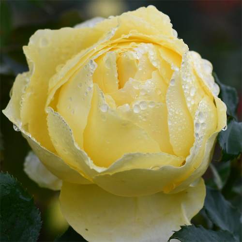 黄色大花耐热月季小黄鸡多季重复开阳台盆栽新手庭院苗小苗