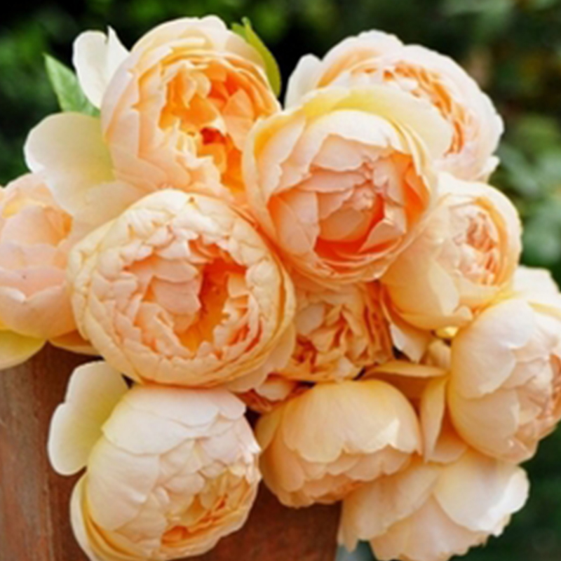 浩田花苑灌木奥斯汀无名裘德