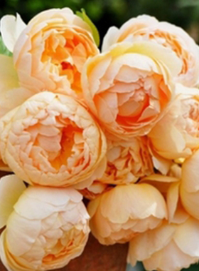 浩田花苑灌木奥斯汀无名的裘德月季花苗带土带营养钵发货