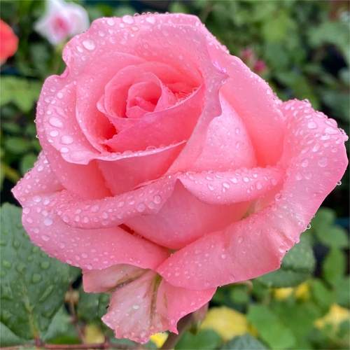 切花月季戴安娜月季花小苗玫瑰花包对版多季阳台花卉绿植