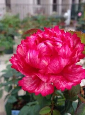 新品精品月季【真彩230领带】月季花红色欧月多季开花玫瑰花卉苗