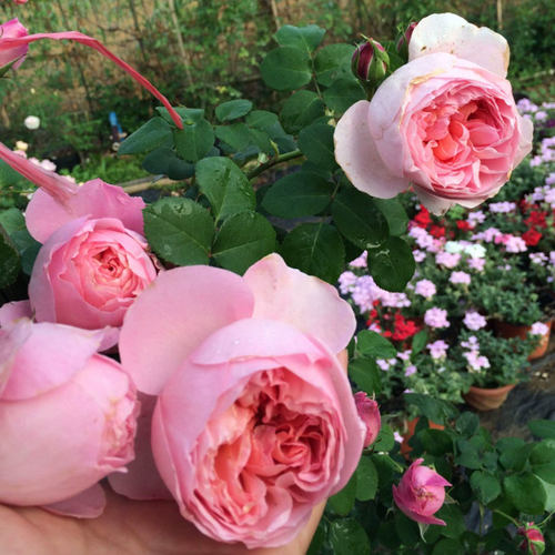 扦插新品月季舍农索城堡的女人浓香藤本月季阳台庭院盆栽花卉小苗