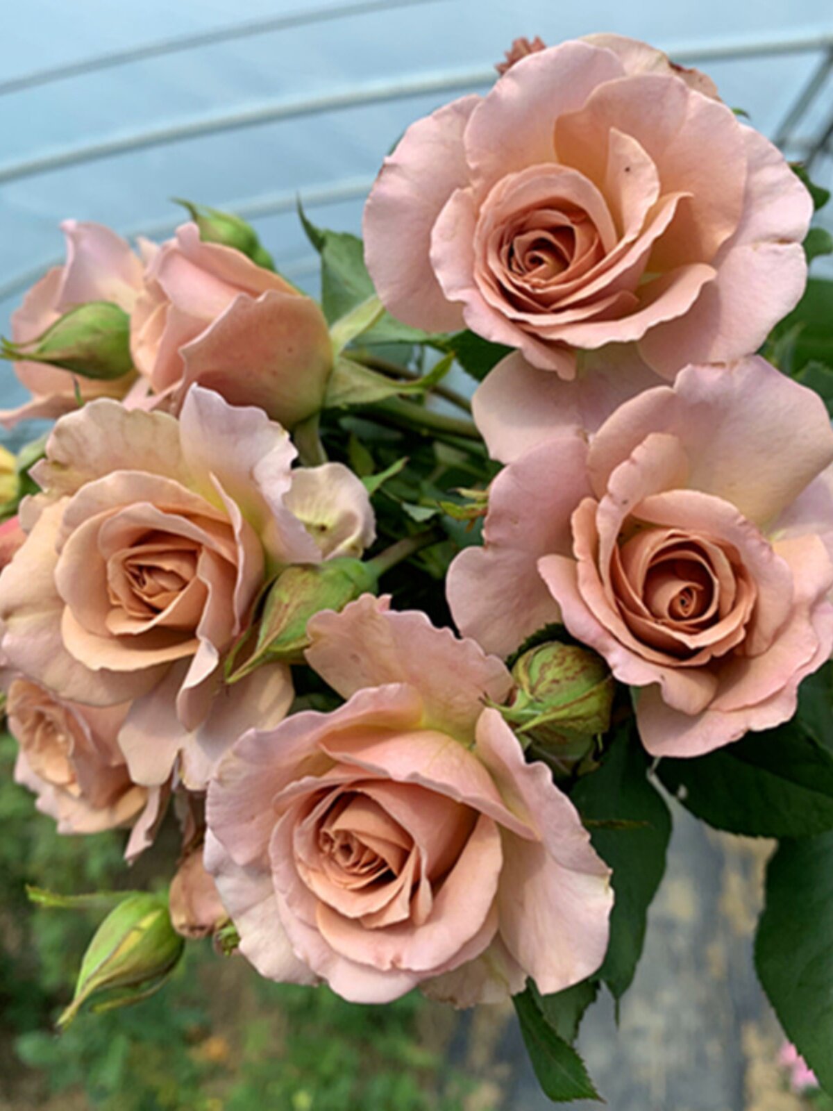 新品月季思念月季多季勤花别墅花园紫色多变盆栽植物小苗