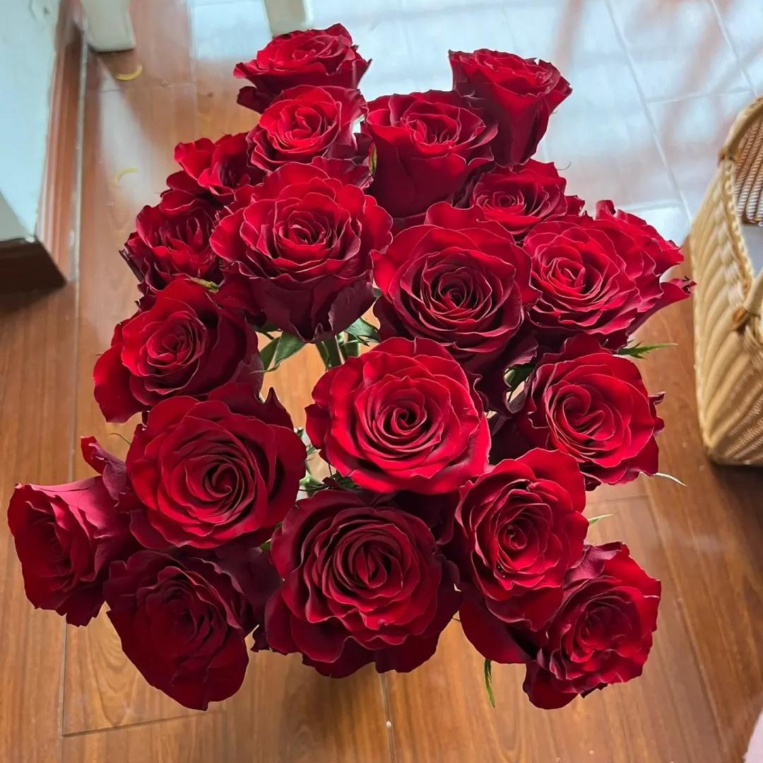 新品高原红大花浓香灌木丰花勤花多季盆栽地载阳台庭院月季花小苗