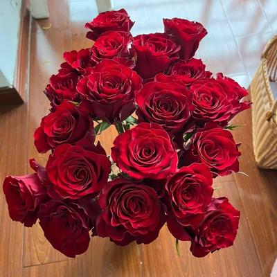 新品高原红大花浓香灌木丰花勤花多季盆栽地载阳台庭院月季花小苗