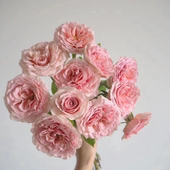 月季 Darby 花苗 Abraham 大灌木小藤本品种 亚伯拉罕达比 推荐