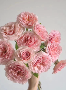 推荐月季花苗 亚伯拉罕达比(Abraham Darby) 大灌木小藤本品种