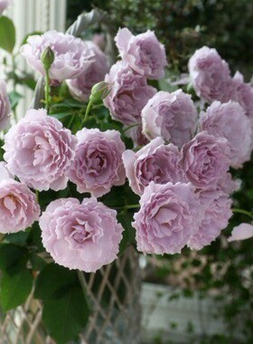 紫色月季小苗蜻蜓月季灌木玫瑰阳台庭院盆栽花卉小苗绿植花卉苗