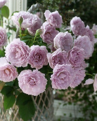 紫色月季小苗蜻蜓月季灌木玫瑰阳台庭院盆栽花卉小苗绿植花卉苗