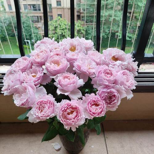 S18原盆原土中大苗【索菲罗莎】灌木浓香大花新手阳台绿植花卉苗