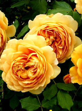 庭院藤本月季花系列黄金庆典等大花浓香多季开花盆栽花卉欧月小苗