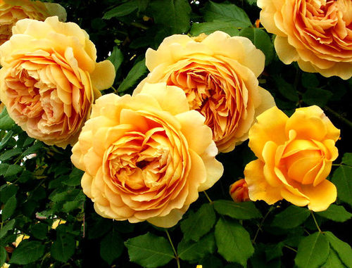 多季开花欧月小苗庭院藤本