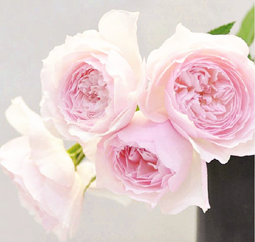 日本灌木可盆栽庭院月季花苗