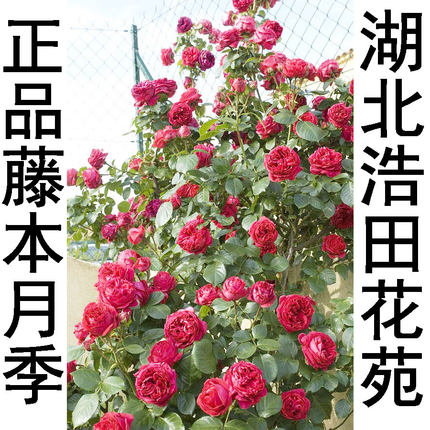藤本月季花系列庭院多季园艺花墙盆栽欧月多花蔷薇花卉小苗