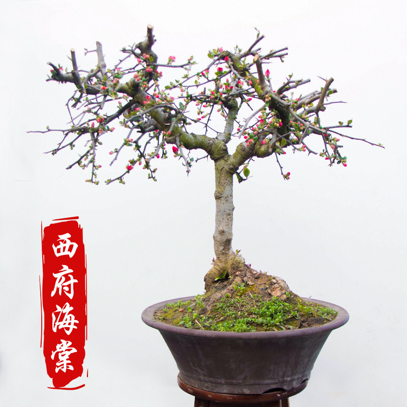 海棠花盆栽花卉树苗 西府贴梗木瓜海棠老桩盆景庭院阳台开花绿植