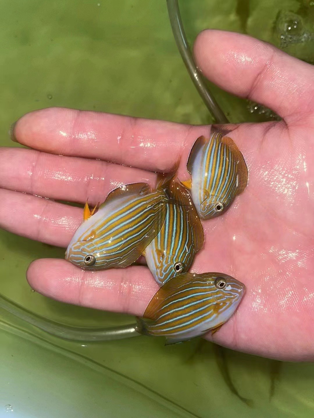 纹吊海水鱼观赏鱼蓝吊粉蓝吊粉蓝吊多莉鱼七彩吊帆吊三角吊活体