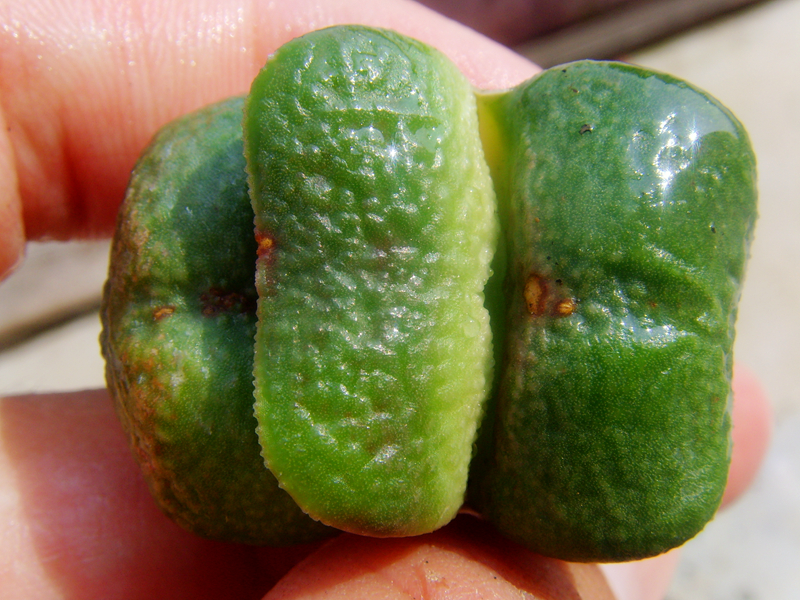 多肉日本十二卷卧牛