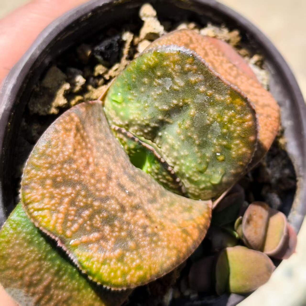 大型籽播实生白疣恐龙日系军配橘肌卧牛多肉植物叶宽4.2鲨鱼掌属