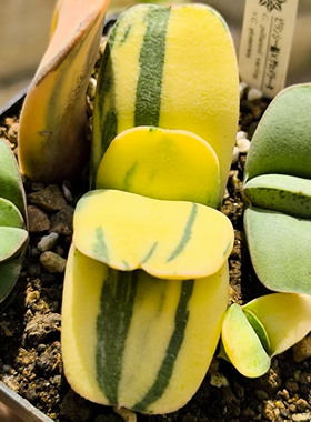 白肌军配卧牛锦奈良实生多肉G. pillansii varieg. X G.glomerata