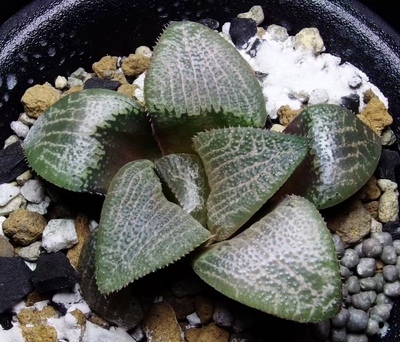 稀有原始种贝叶寿Haworthia truteriorum GM 675 seedlings多肉