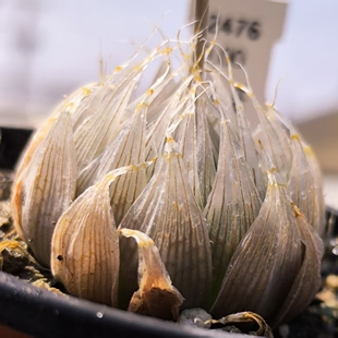 粉肌原始种大透窗玉露编号种多肉植物十二卷带原标签