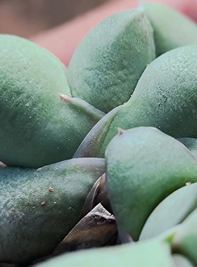 白肌小胖墩超厚叶丸叶鲨鱼掌属军配卧牛多肉植物Gasteria glomera