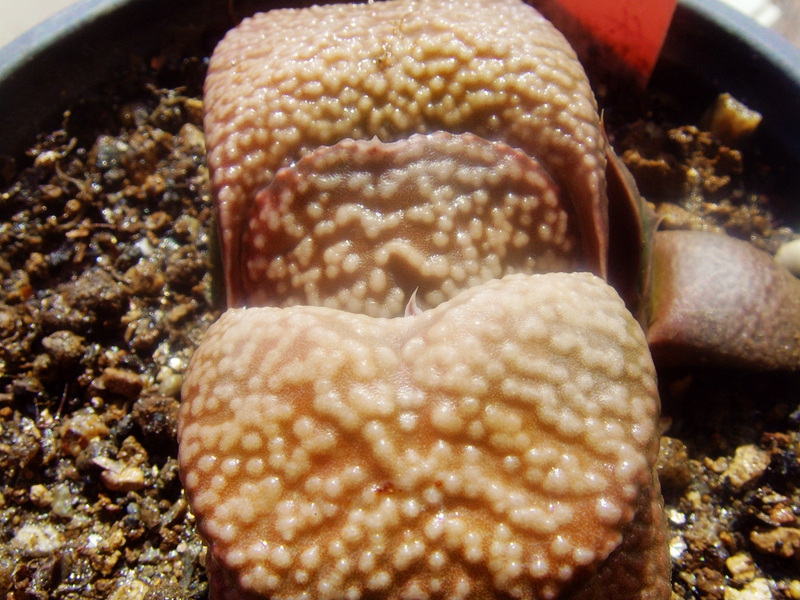 高木特白珍珠疣卧牛多肉白点系では特高レベルの木OAK#6-1日输