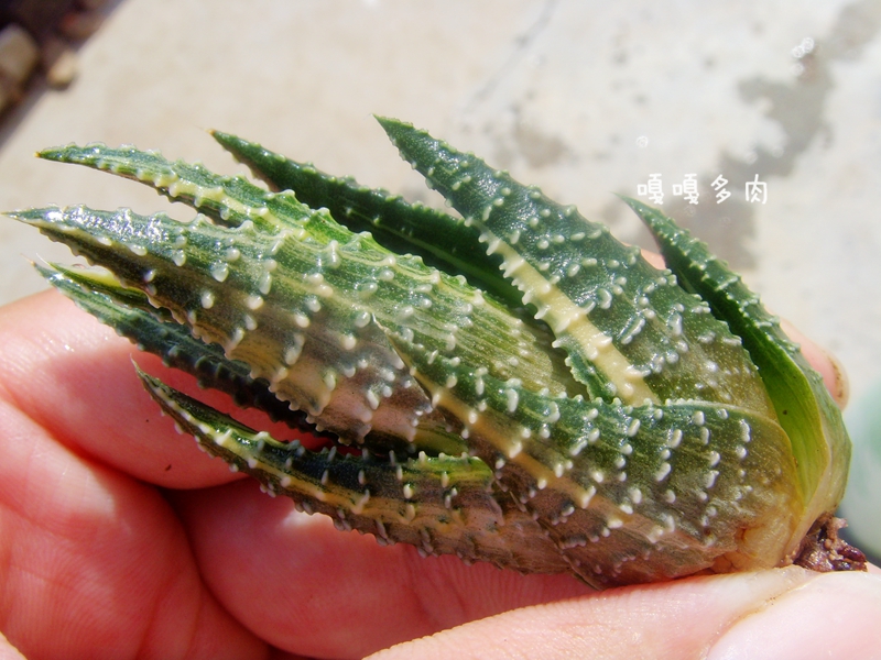 Haworthia pumila var papillosa hyb varieg 硬叶锦 十二卷 多肉