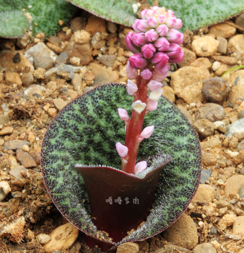 毛叶 球茎植物 resnova megaphylla 大叶鱼鳞板 多肉 球根 输入种