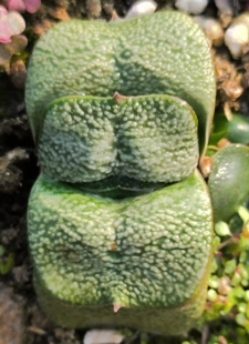 珍珠系白疣军配卧牛多肉短叶隆骨密疣日本进口鲨鱼掌属日本雅虎