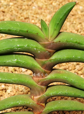 原始种 垂吊卧牛 Gasteria rawlinsonii 鲨鱼掌属 多肉瓦苇十二卷