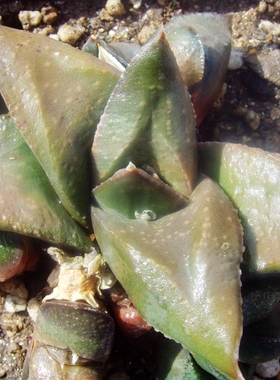 三角叶转转原始种卧牛多肉Gasteria armstrongii产地种鲨鱼掌属